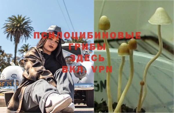 ПСИЛОЦИБИНОВЫЕ ГРИБЫ Арсеньев